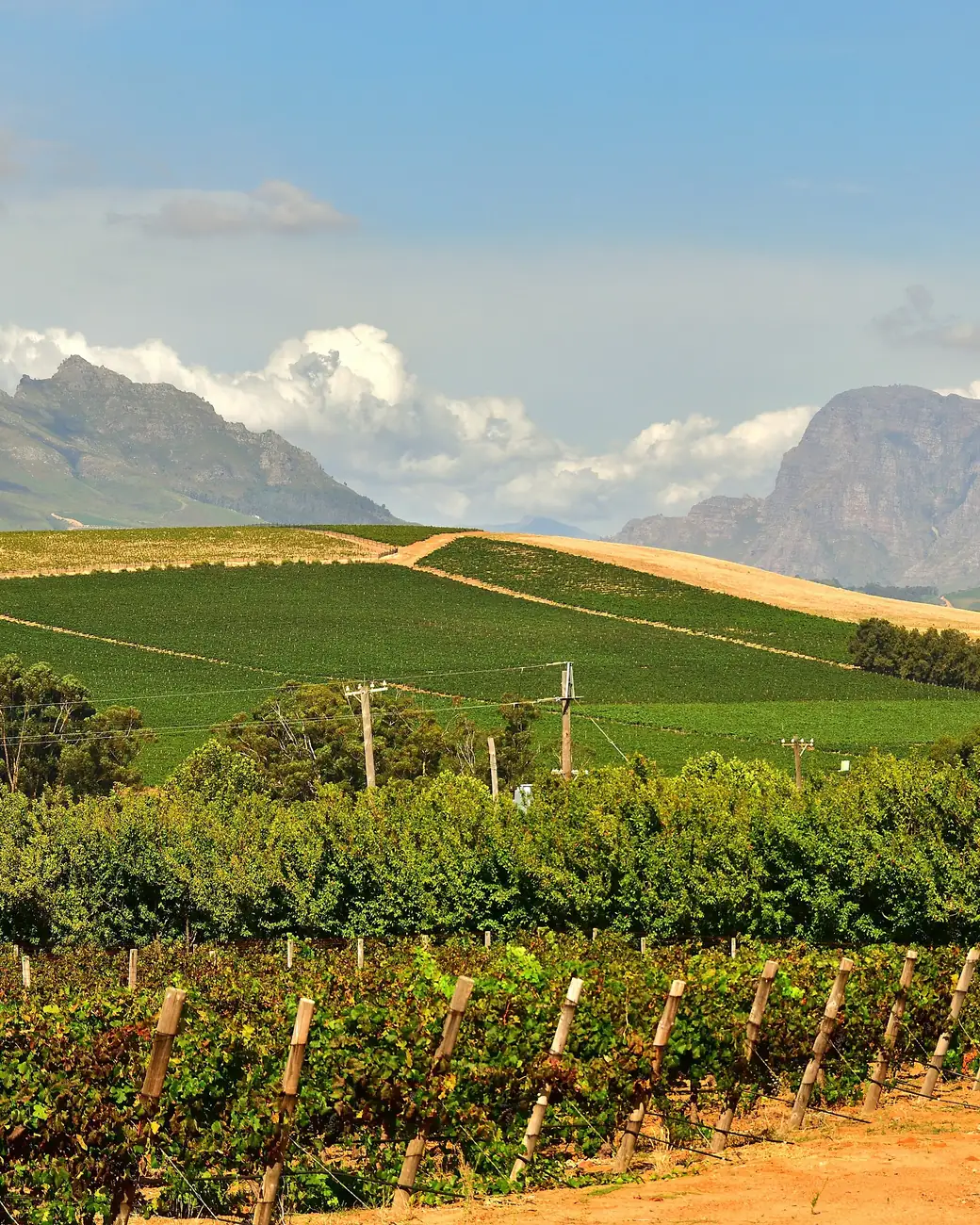 Vinhedos das montanhas do Cabo, na região de Stellenbosch