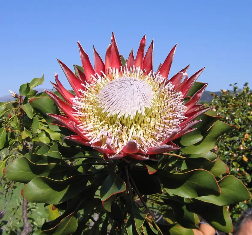 Protea-rei, a flor nacional da África do Sul