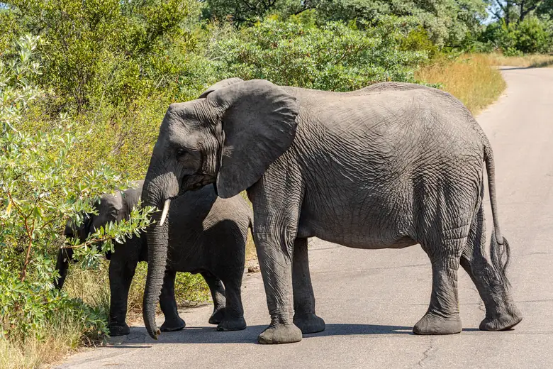 Manada de elefantes africanos cruzando a savana