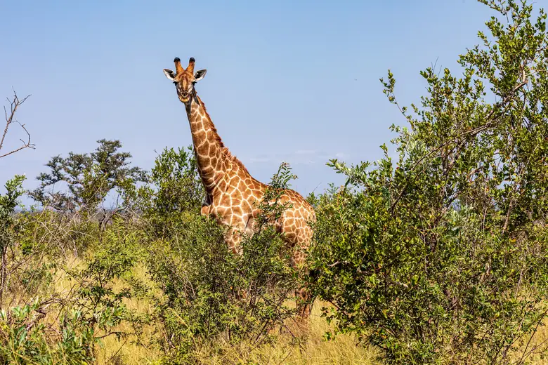 Girafa na savana sul-africana