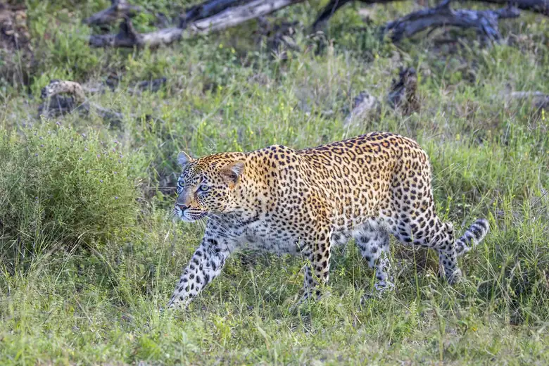 Leopardo caminhando pelo capim da savana