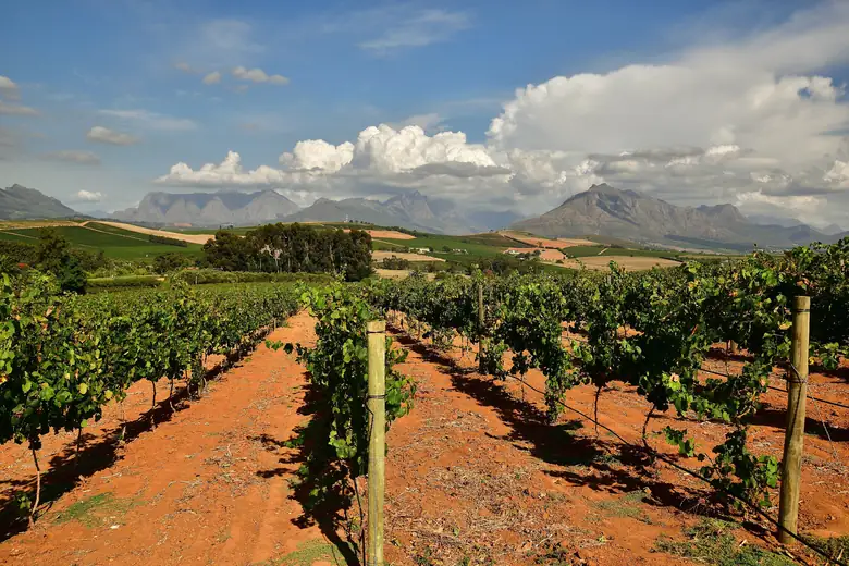 Vinhedo histórico de Stellenbosch com montanhas ao fundo