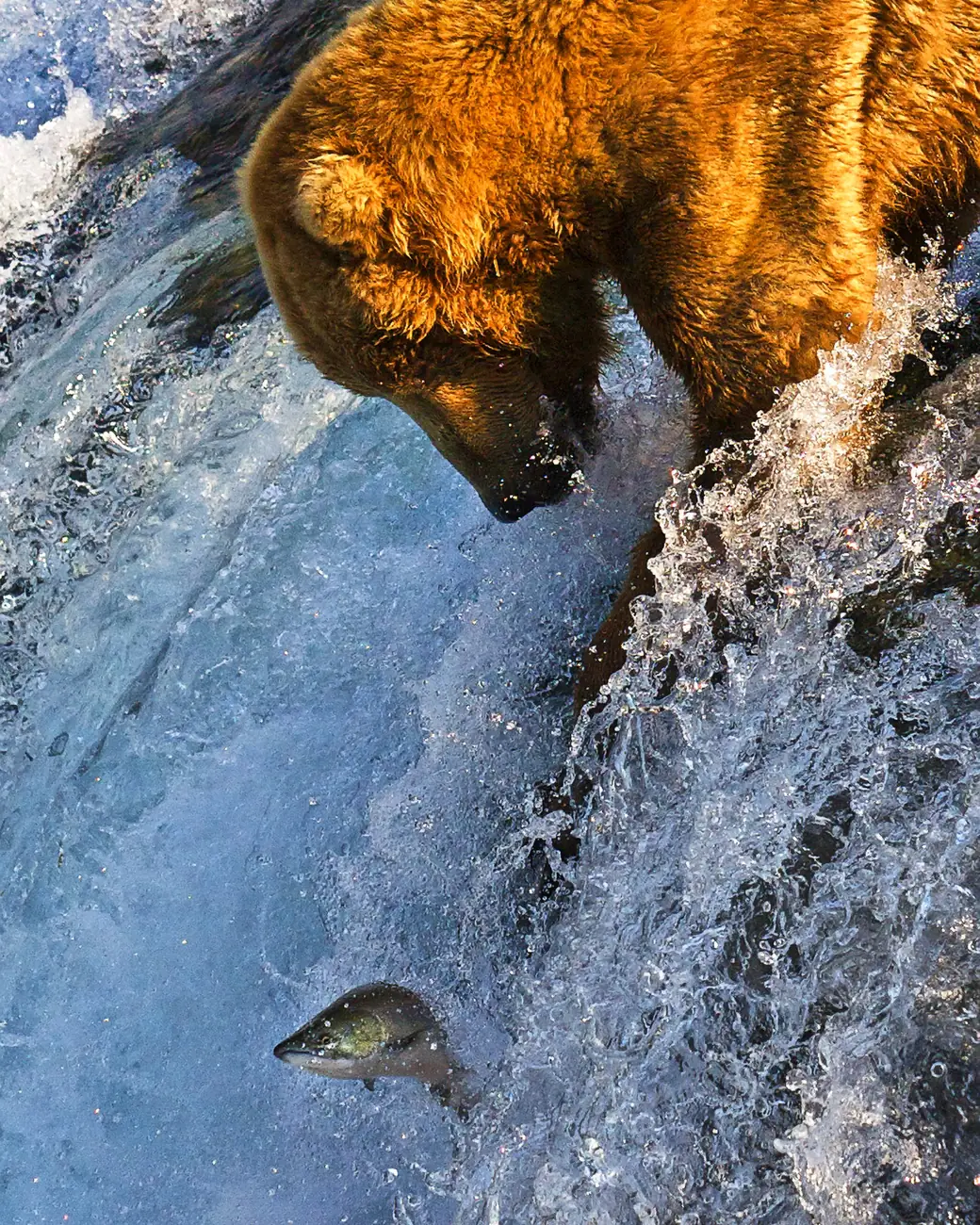 Urso-pardo pescando salmão na cachoeira de Brooks Falls, em Katmai