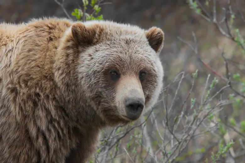Urso-pardo em meio à vegetação do Parque Nacional do Denali
