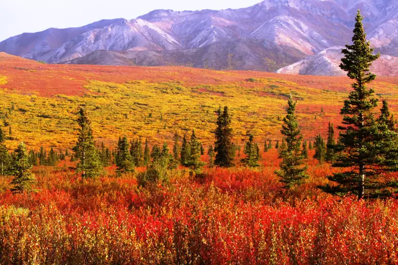 Tundra do Denali em tons de vermelho e dourado no outono