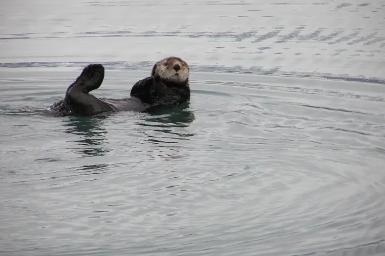 Lontra-do-mar flutuando de barriga para cima em águas calmas