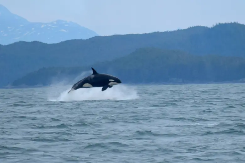 Orca saltando fora da água com montanhas do Alasca ao fundo