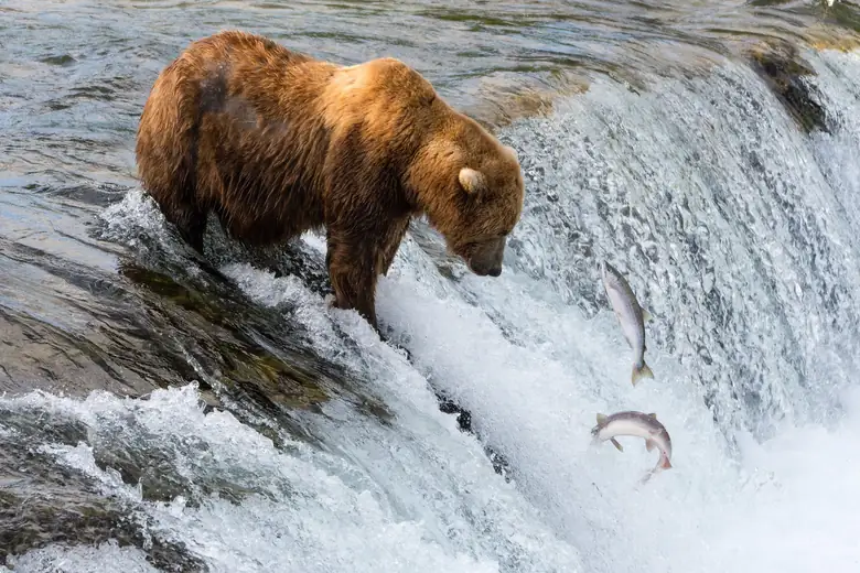 Urso-pardo no topo da cachoeira com salmões saltando em Brooks Falls