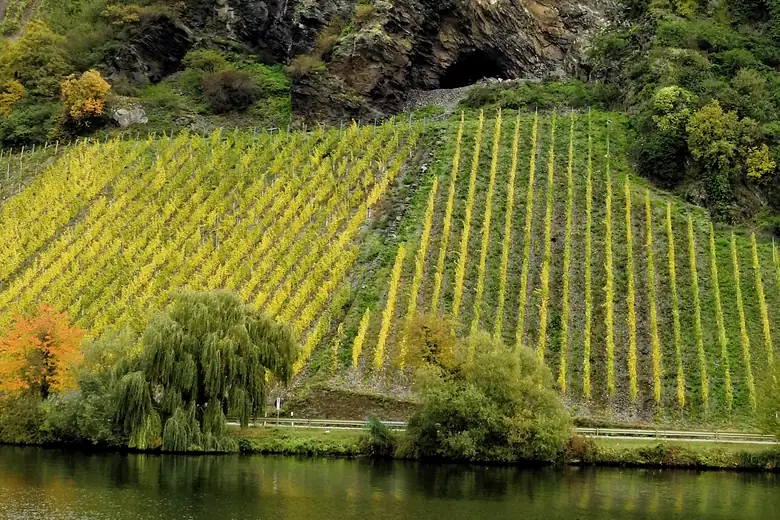 Vinhedos íngremes de Riesling descendo até o rio Mosela