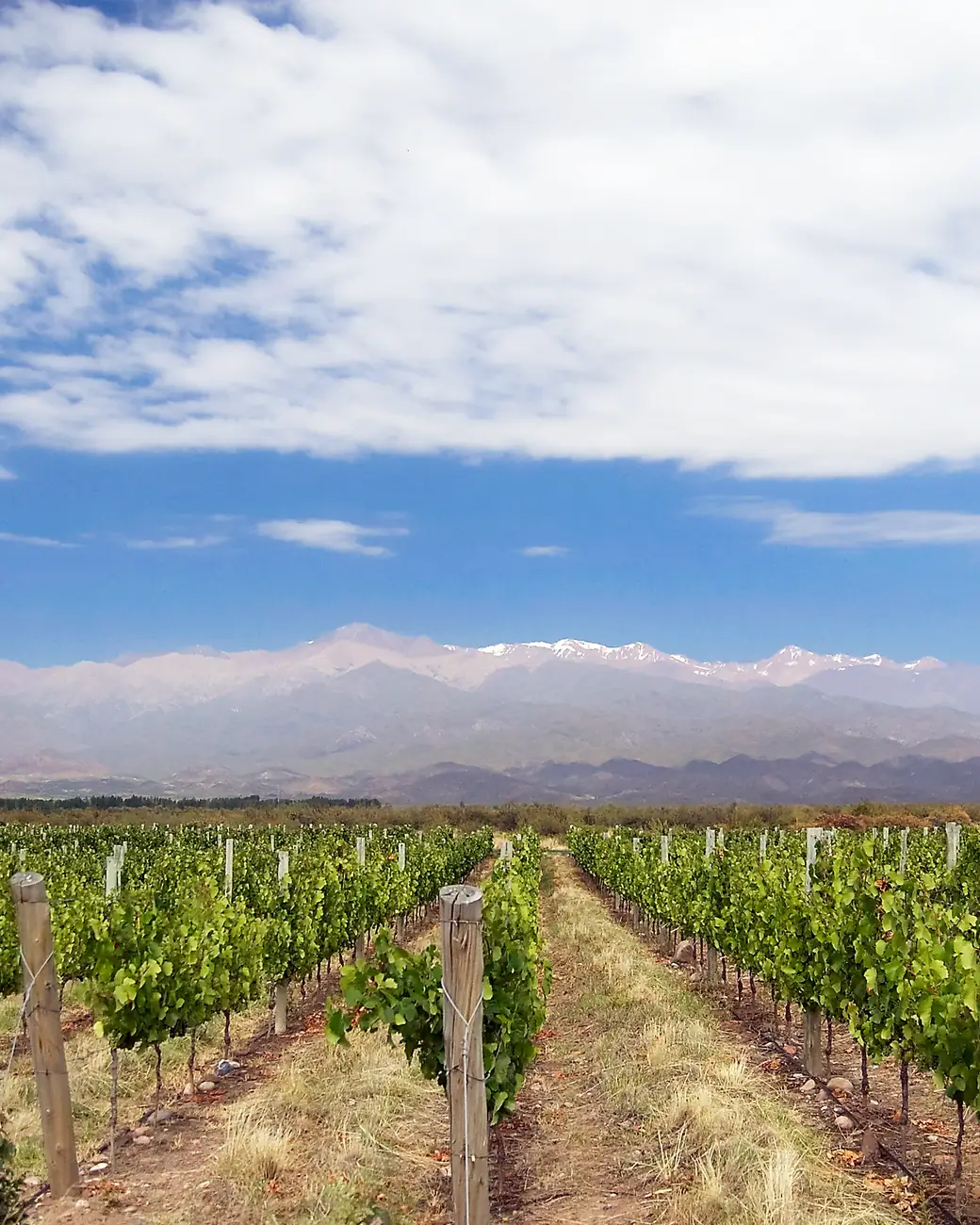 Fileiras de vinhedo em Mendoza com a cordilheira dos Andes nevada ao fundo