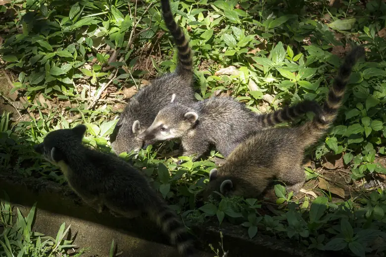 Quatis na vegetação do Parque Nacional Iguazú
