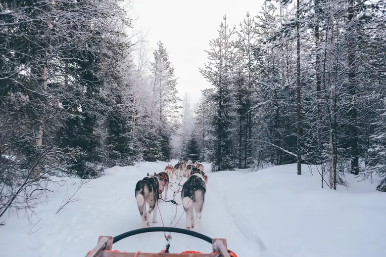 Trenó puxado por huskies cruzando a floresta nevada da Lapônia