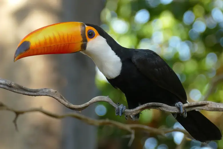 Tucano-toco de bico laranja em meio à mata atlântica
