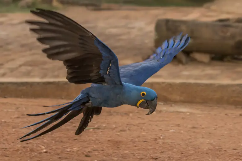 Arara-azul em pleno voo