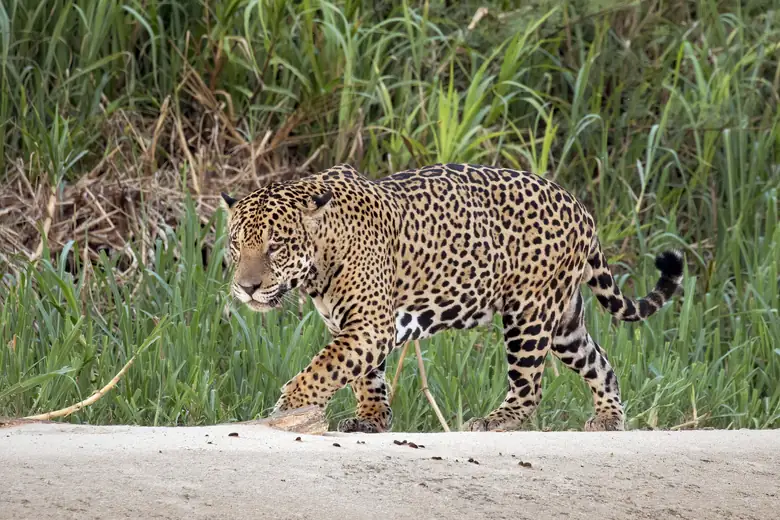 Onça-pintada à beira do rio no Pantanal