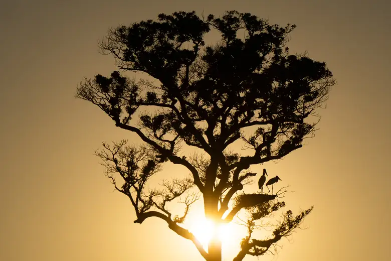 Árvore em contraluz no entardecer pantaneiro, com aves pousadas nos galhos