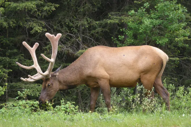 Wapiti de galhada imponente em campo aberto em Jasper