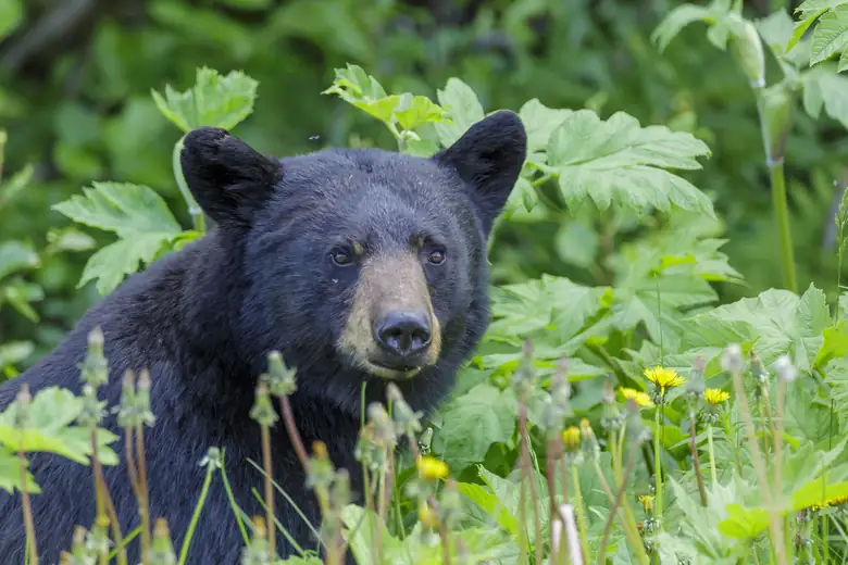 Urso-negro caminhando em clareira nas Rochosas canadenses