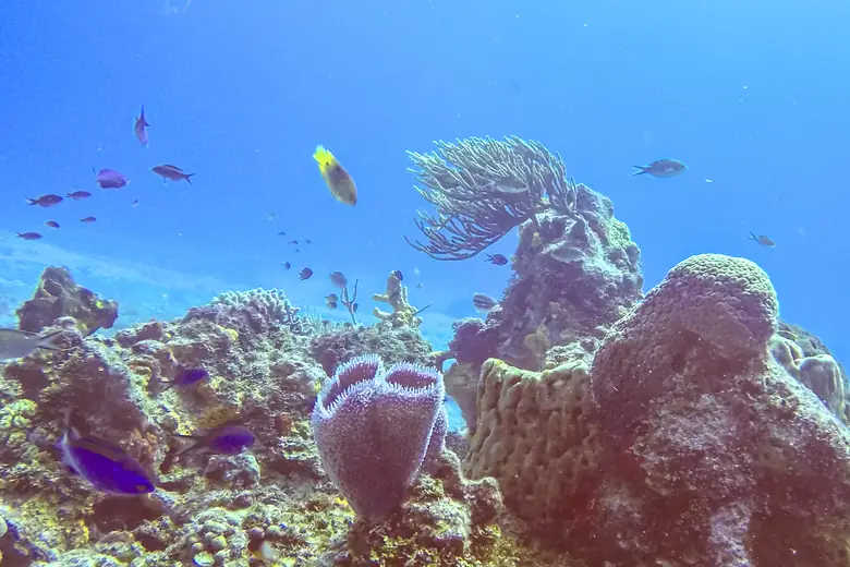 Snorkel sobre corais em águas rasas do Caribe Mexicano