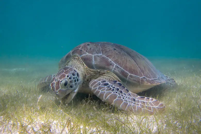 Tartaruga marinha pastando no fundo raso de Akumal
