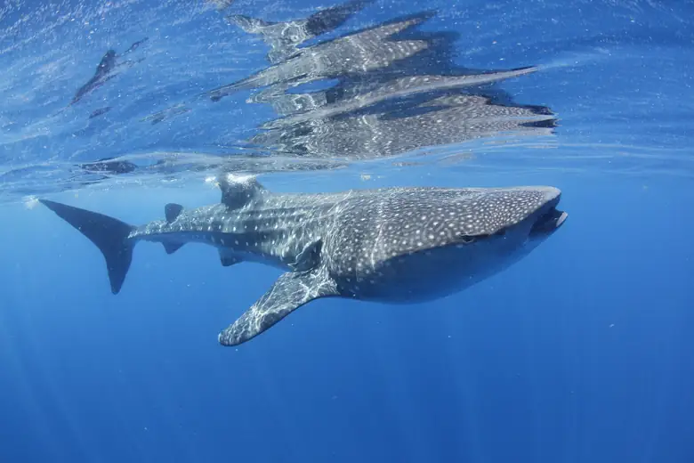 Tubarão-baleia nadando com snorkeler no mar do Caribe Mexicano