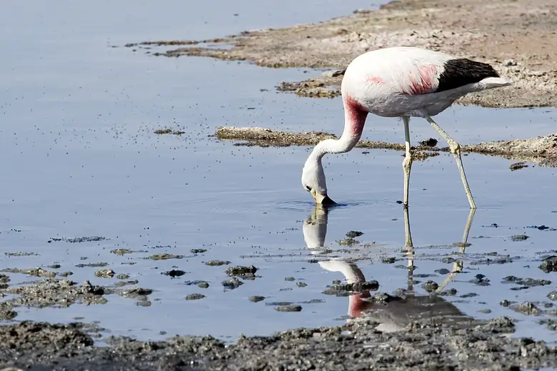 Flamingos caminhando nas águas rasas do Salar de Atacama