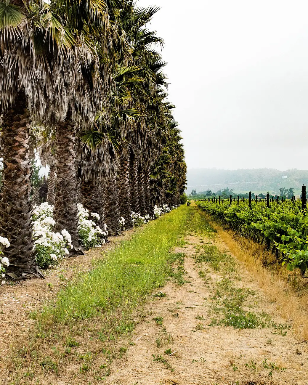 Fileiras de parreiras num vale vinícola chileno com montanhas ao fundo