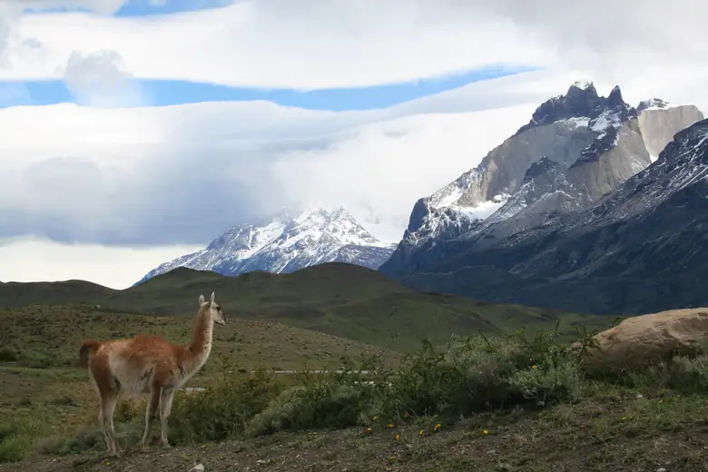 Guanacos na estepe dourada de Torres del Paine