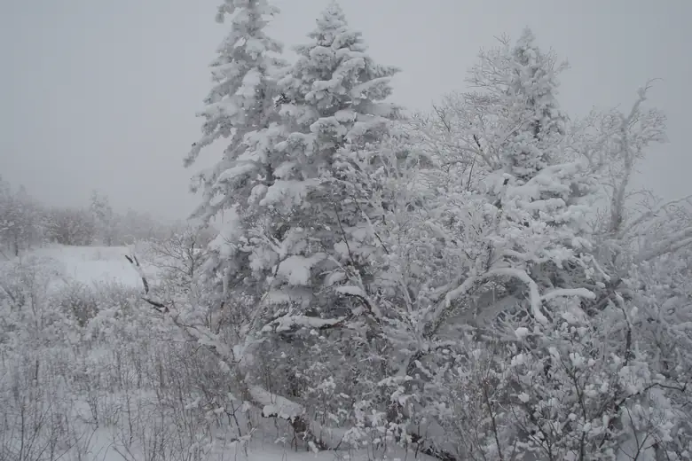 Floresta carregada de neve no inverno do nordeste da China