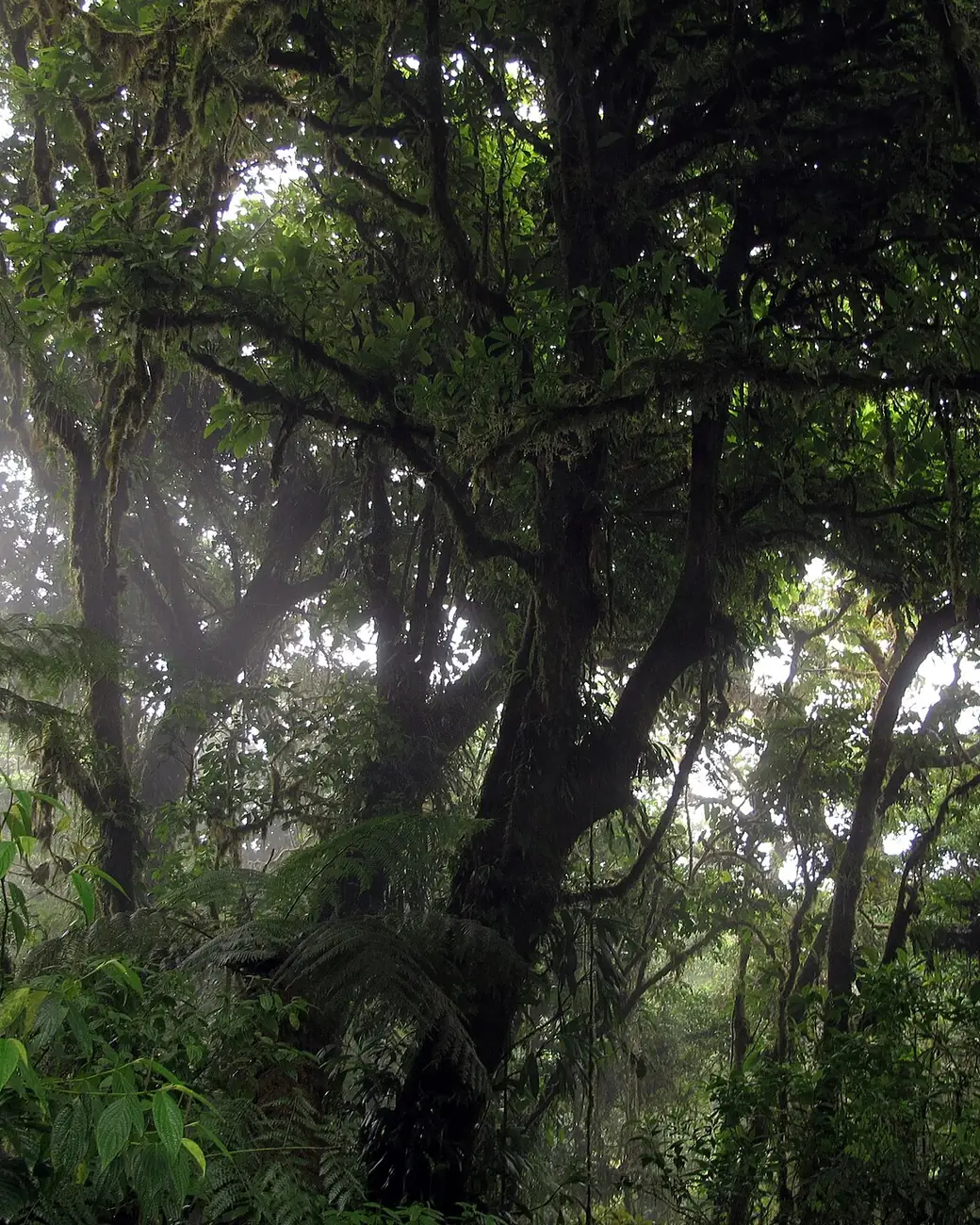 Trilha em meio à névoa e à vegetação da floresta nublada de Monteverde