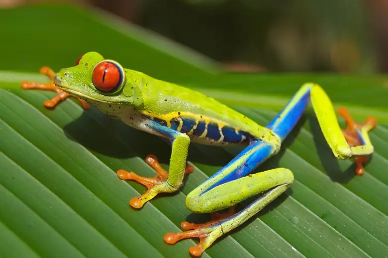 Rã-de-olhos-vermelhos sobre uma folha verde