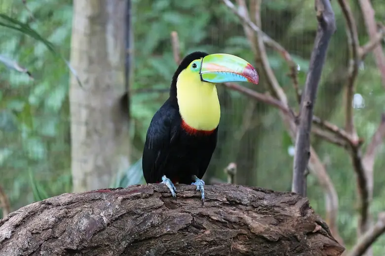 Tucano-de-bico-arco-íris pousado num galho