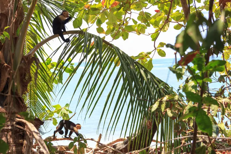 Macaco-prego-de-cara-branca entre as árvores próximas à praia de Manuel Antonio