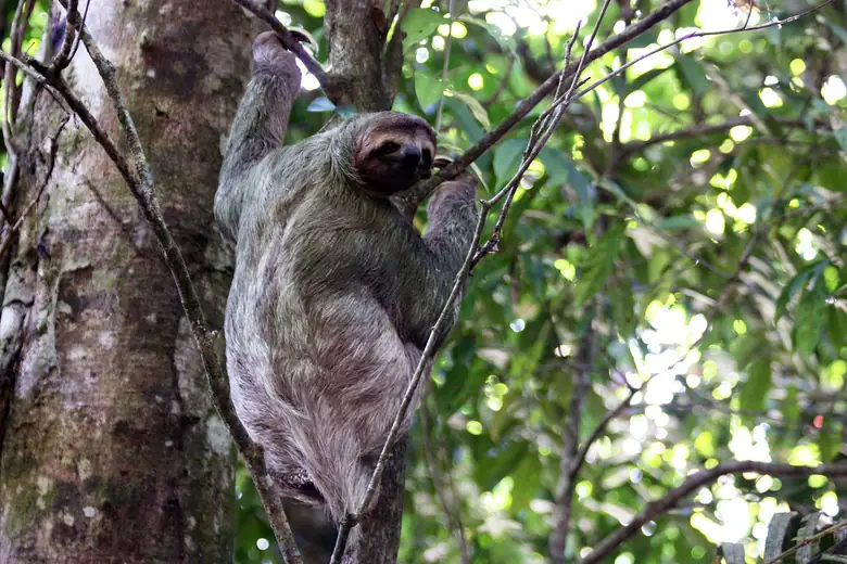 Preguiça-de-três-dedos pendurada num galho na Costa Rica