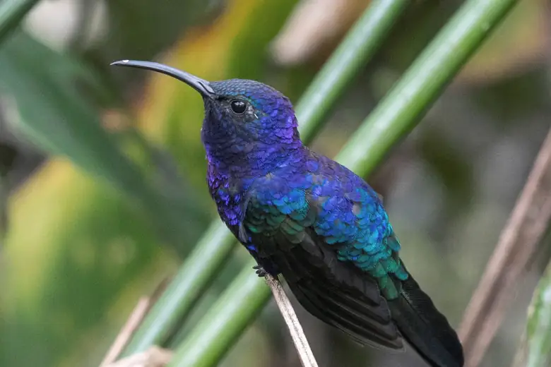 Beija-flor de plumagem violeta em pleno voo na floresta nublada