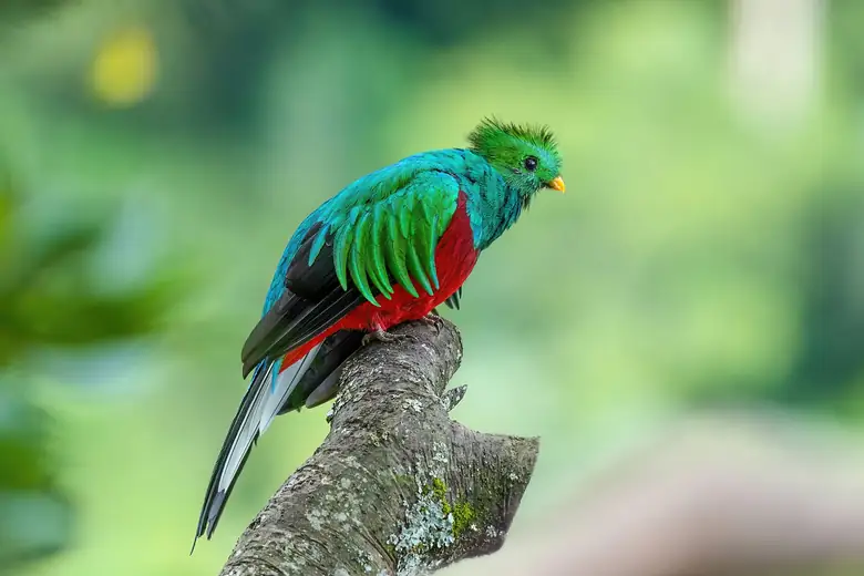 Quetzal-resplandecente pousado num galho da floresta nublada