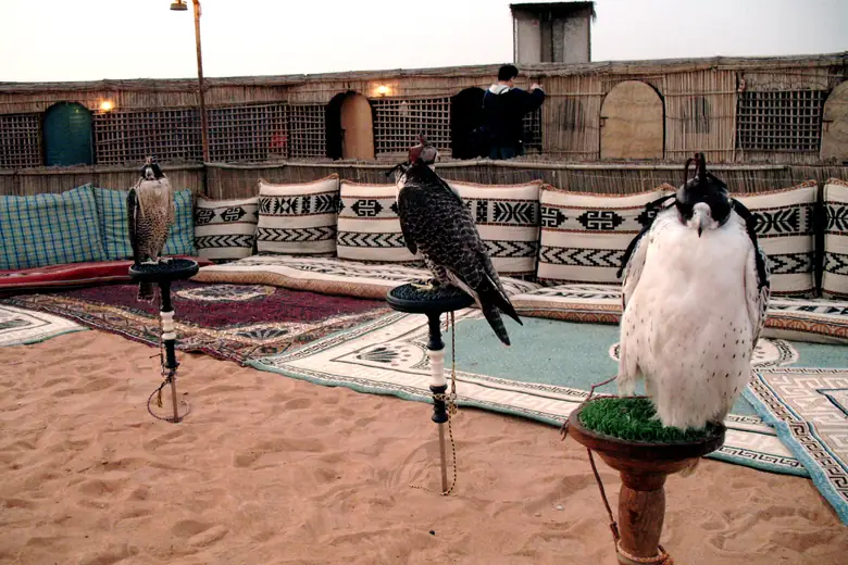 Falcões em seus poleiros num acampamento no deserto dos Emirados