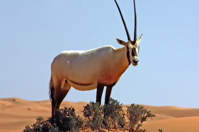 Órix-da-arábia caminhando pelas dunas da reserva de Dubai