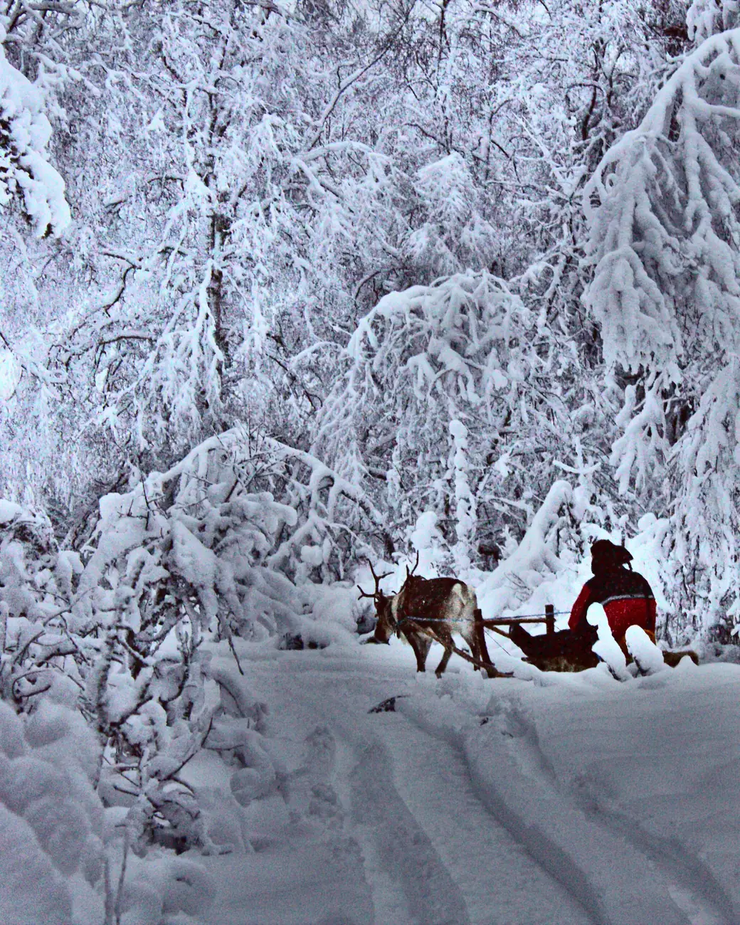Trenó puxado por rena cruzando a floresta carregada de neve da Lapônia finlandesa