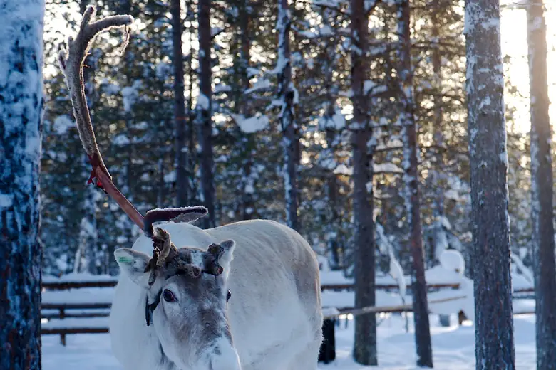 Rena na neve da Lapônia finlandesa