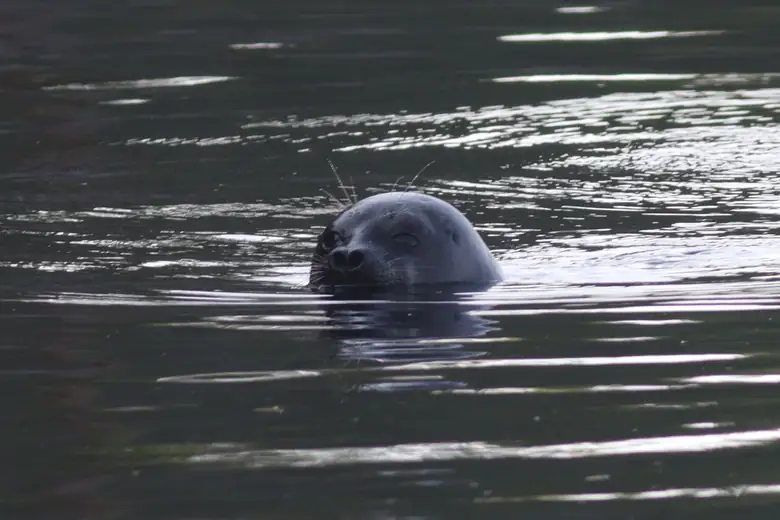 Foca-anelada do Saimaa nadando com a cabeça fora d'água