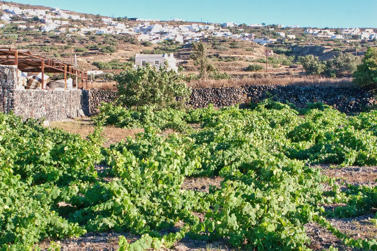 Vinhas baixas em forma de cesto em solo vulcânico de Santorini
