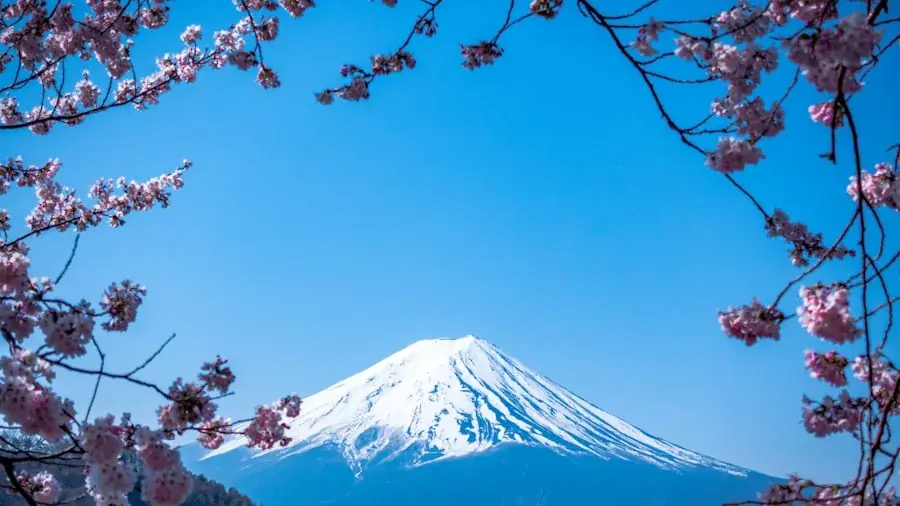 Monte Fuji visto entre galhos de cerejeira