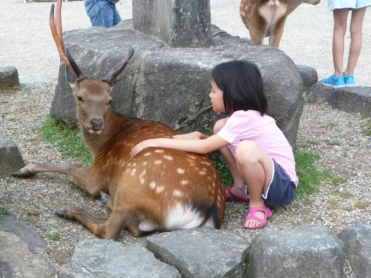 Cervo sika no parque de Nara