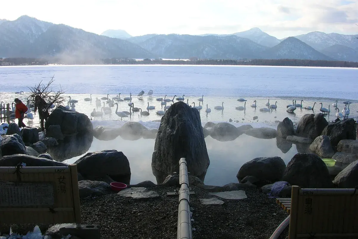 Águas termais fumegantes em meio à neve, com cisnes