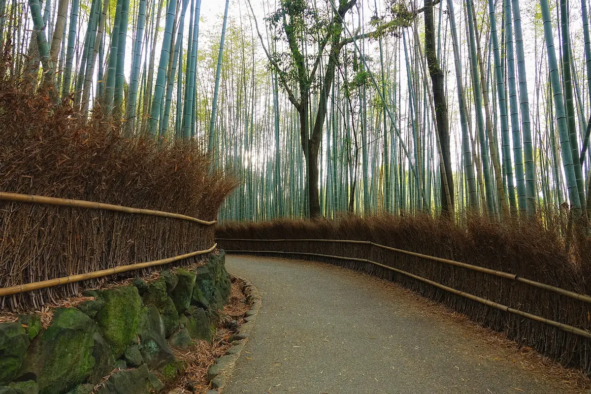 Floresta de bambu de Arashiyama, em Kyoto