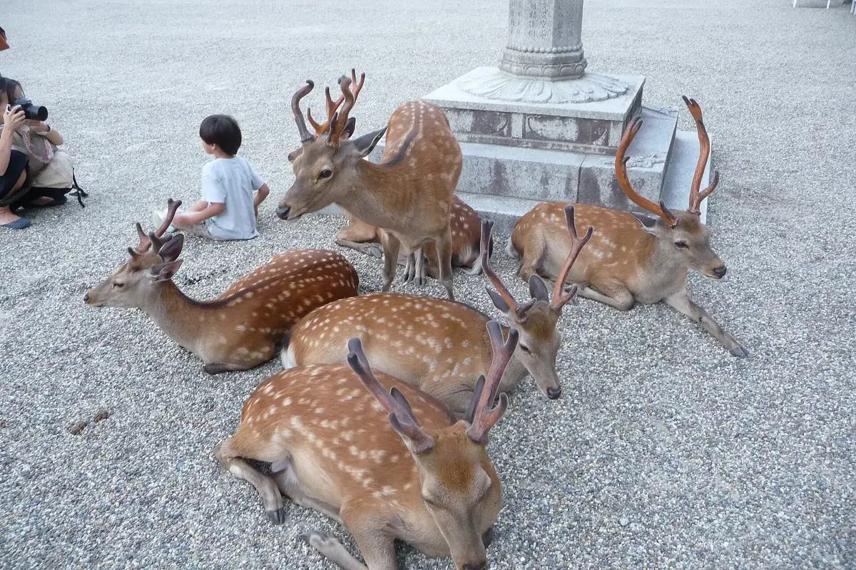 Cervo do parque de Nara diante de visitantes