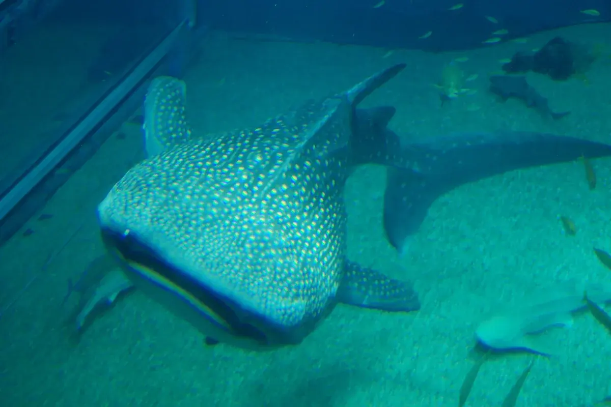 Tubarão-baleia no aquário Kaiyukan, em Osaka