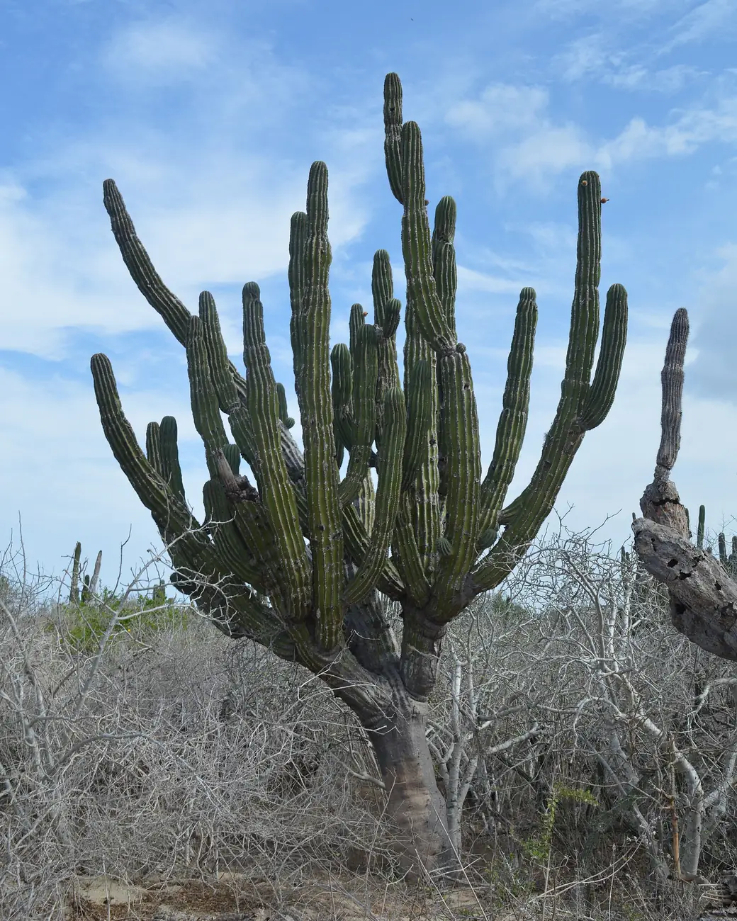 Cactos gigantes do deserto da Baja California Sur com montanhas ao fundo