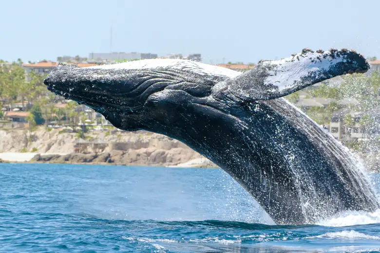 Baleia-jubarte saltando nas águas de Los Cabos